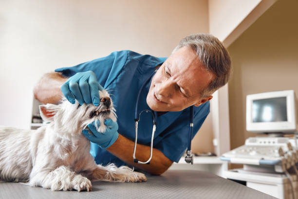 Best Walk-In Emergency Dental Services in Mill Creek East, WA